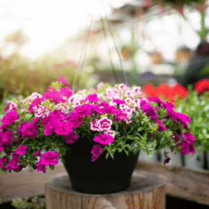 hangin flower baskets