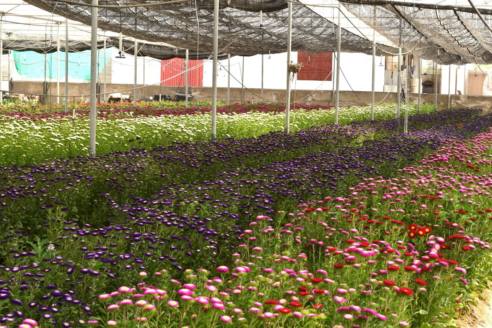 Flower wala in Faislabad online